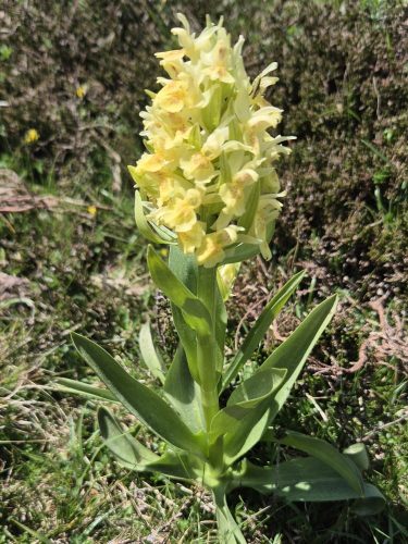 Elder flowered orchid